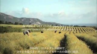 美しく咲き続けるイモーテル
