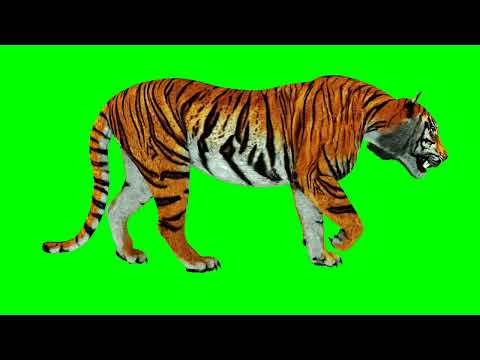 Tiger green screen video free download,Tiger green screen video,Tiger walking green screen video HD @kiranbaba1