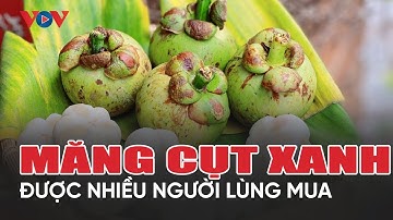 Ruột măng cụt xanh giá nửa triệu đồng/kg được các bà nội trợ ưa thích