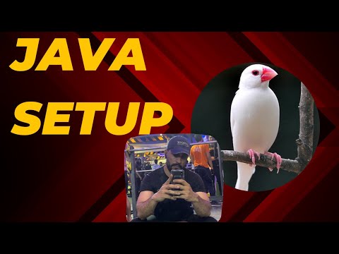 Java sparrow Setup #javabreedingtips #javabreeding #whitejava