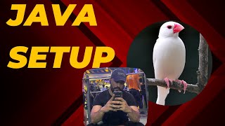 Java sparrow Setup #javabreedingtips #javabreeding #whitejava