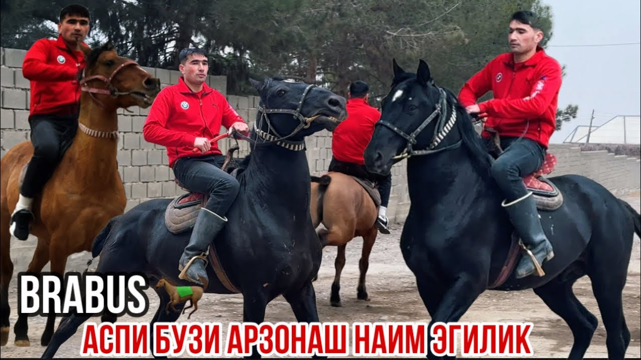 Сиех кашка аспи бузи арзон Наим Эгилик БРАБУС 28 января 2026 г.