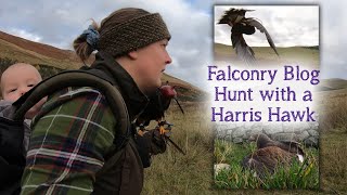 Falconry Diary | Successful hunt with Venom the Harris Hawk