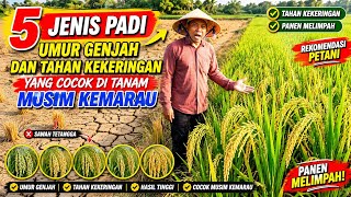 5 Early-Maturing and Drought-Tolerant Rice Varieties Suitable for the Dry Season