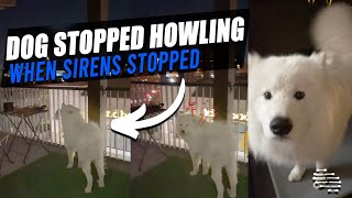 Dog Stopped Howling as Soon as the Siren Sound Was Turned off Then Looks at Owner