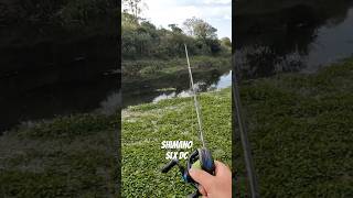 Carretilha shimano slx DC arremessando do outro lado do rio #pesca #shimano #slxdc #curadodc #traira