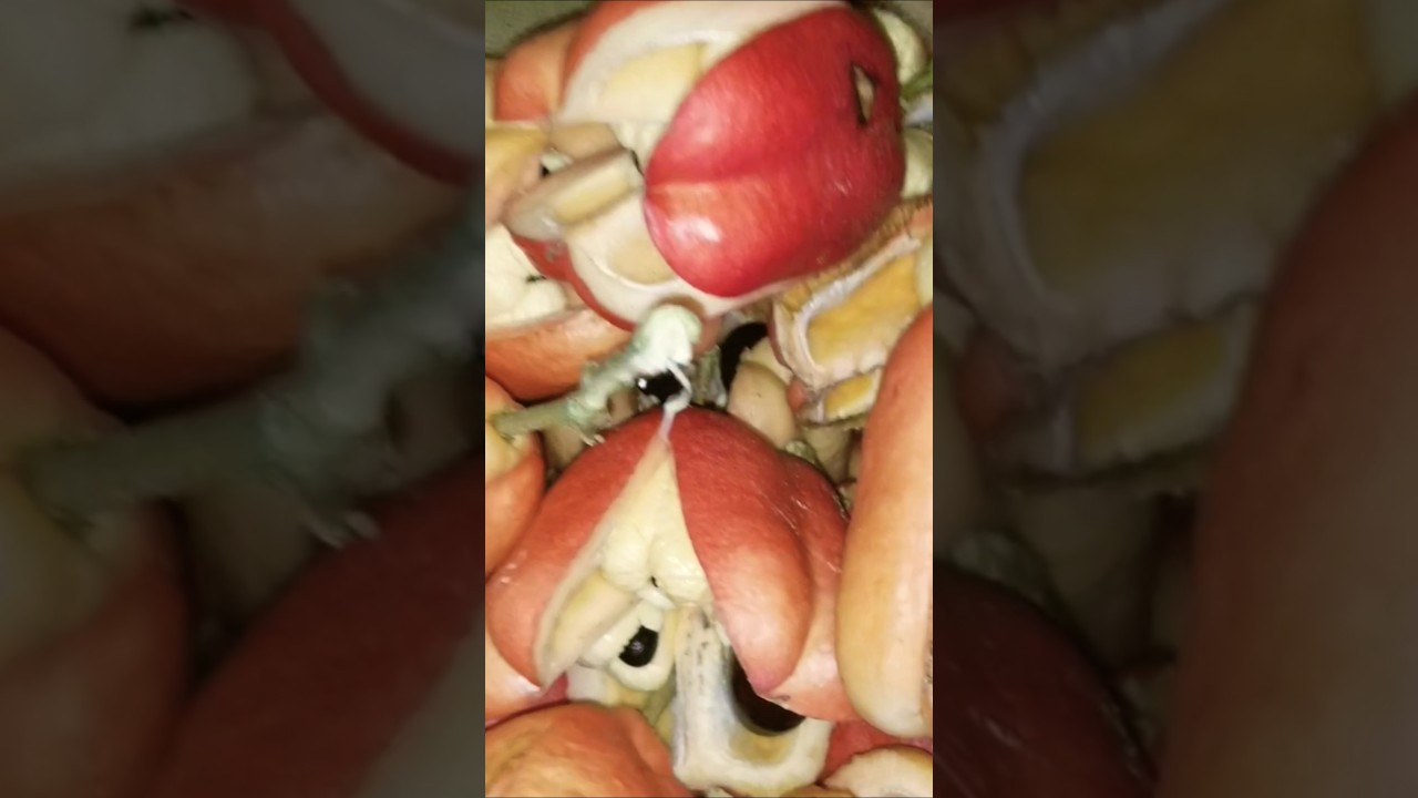 Jamaican ackee #kellysasmr #food #tastyfoodadventures