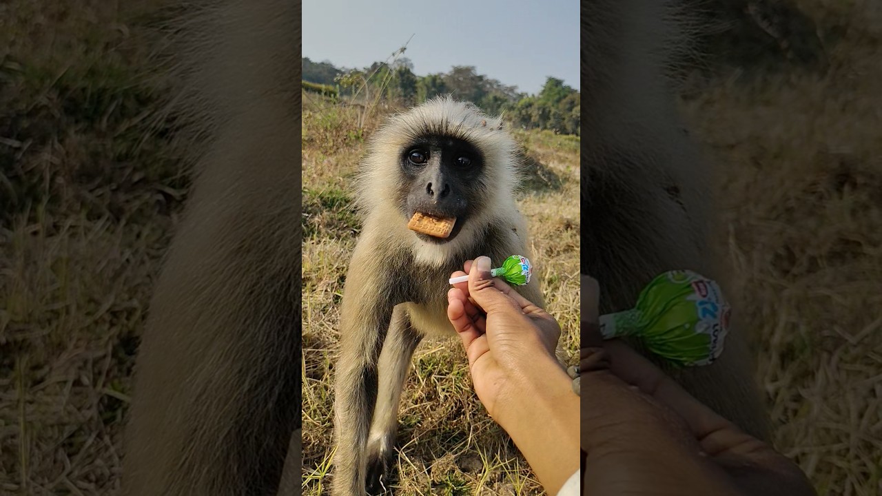 Smart Monkey Picks Biscuit First 😄🍪 | Cute Langur 