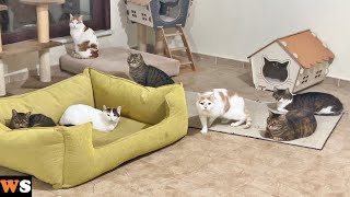 Our Cat Enclosure Was Almost Collapsing !! by walter santi 134,780 views 9 months ago 9 minutes, 53 seconds