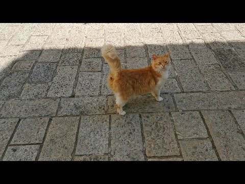 Черногория. Город Котор. Экскурсия по Боко-Которскому заливу.