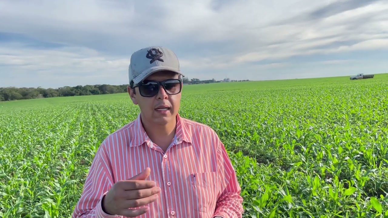 Controle de lagarta 🐛 e cigarrinha 🦟 e travando braquiara em lavoura de milho 🌽.
