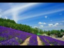 北海道、美瑛・富良野の風景写真その5(2/2)