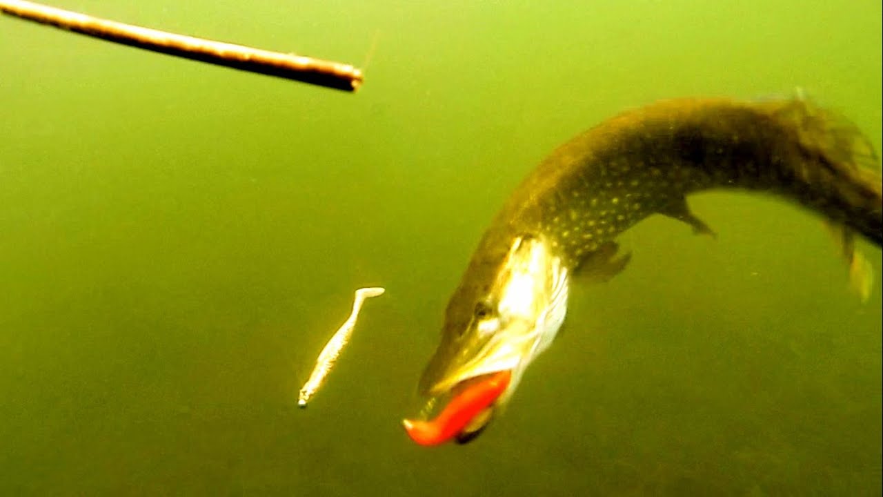 Pike attack SHADTEEZ lure sof-tbait underwater. Рыбалка щука атака