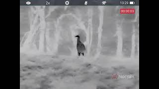 Pheasant with the Nocpix Lumi P13 