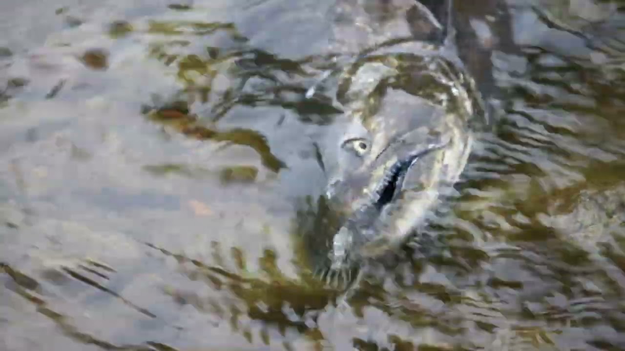 Rescuing a Fighter - Chinook Salmon Struggle Up Ontario Creeks