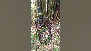 pikat beti Singgkatan ranting gacor..😁😁