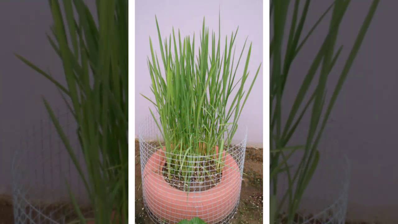 Cultivo y proceso de arroz de nuestro huerto casero - YouTube