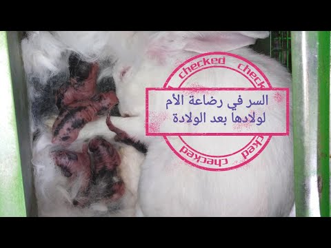 ولادة الأرانب البكر لأول مرة وايه الحاجات اللي لازم نعملها بعد الولادة مباشرة حفاظا على الخلفة