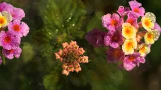 türkiyenin çiçekleri belgeseli 2