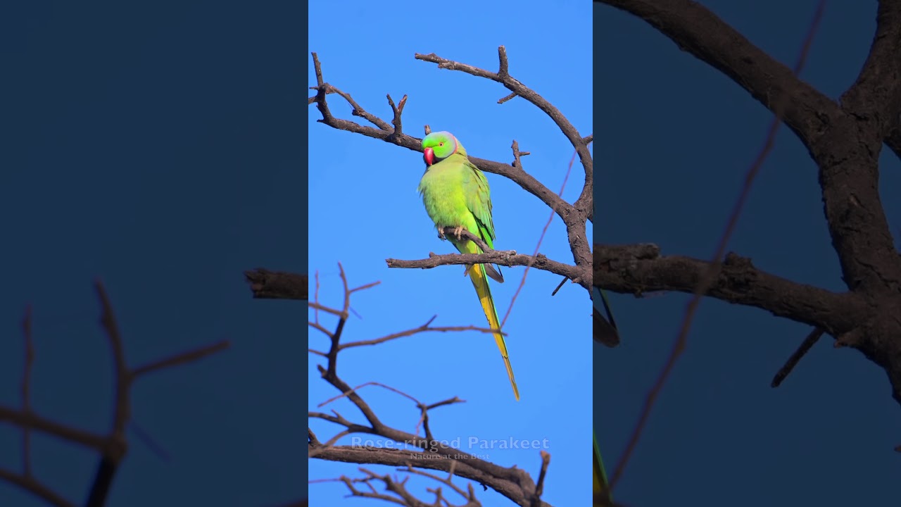 Rose-ringed Parakeet 