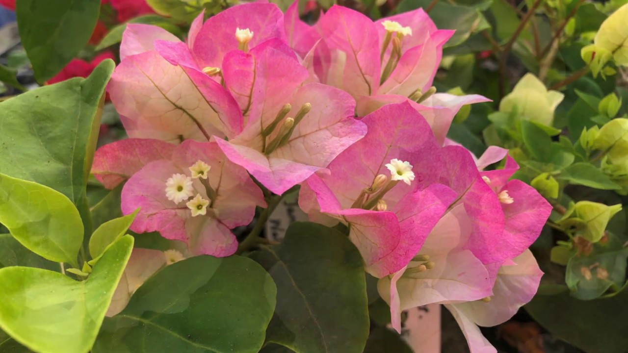 GrowJoy Plants - Garden Ready Flower & Vegetable Plants 