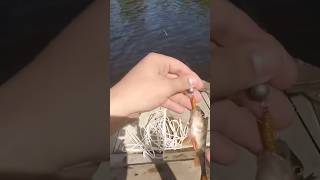 Ультралайт Жарить по Окуню! Спінінговий Кльов на Десні 🎣#Рибалка #Ультралайт #Окунь #Десна #Київщина