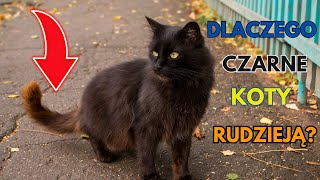 Dlaczego Czarne koty rudzieją? by Kocie Sprawy 193 views 4 months ago 2 minutes, 19 seconds