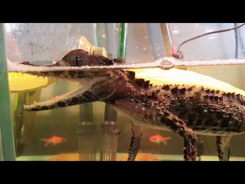 물이 깊어지자 갑자기 바보가된 아기악어    /   Put in 50 <strong>fish</strong> <strong>inside</strong> Dwarf Caiman cage
