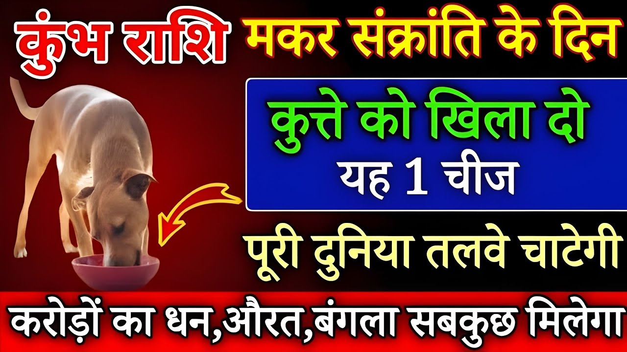 कुंभ राशि मकर संक्राति के दिन कुत्ते को खिलादो यह 1 चीज बिना कुछ करे साथ पुश्ते धन खाएगी/Kumbh Rashi