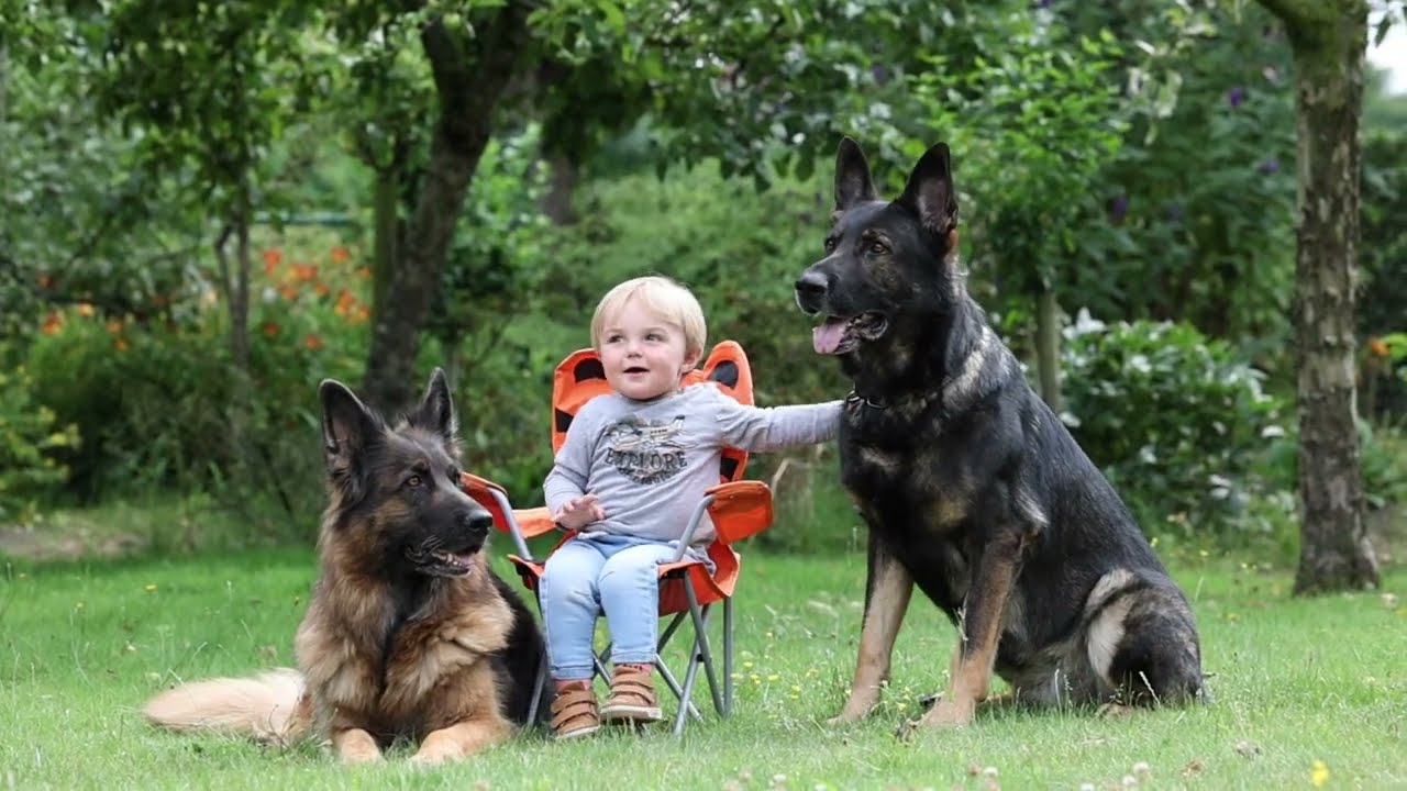 De Duitse herder in de spotlight.