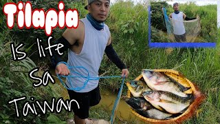 takot ang TILAPIA sa DALA pero nakahuli pa din / Tilapia is life sa Taiwan