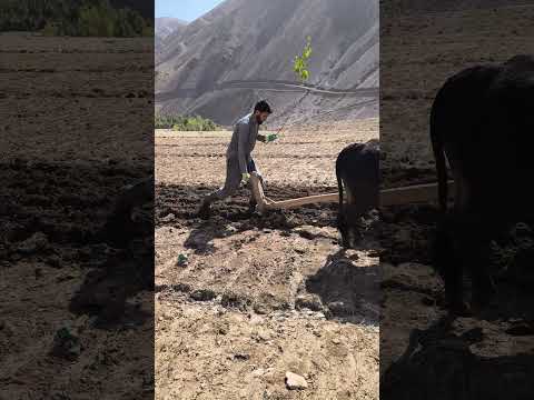 قلبه کردن یعنی آغاز زندگی از خاک هر قلبه کشاورزی روستا زمین تراکتور دهقان زحمتکش طبیعت