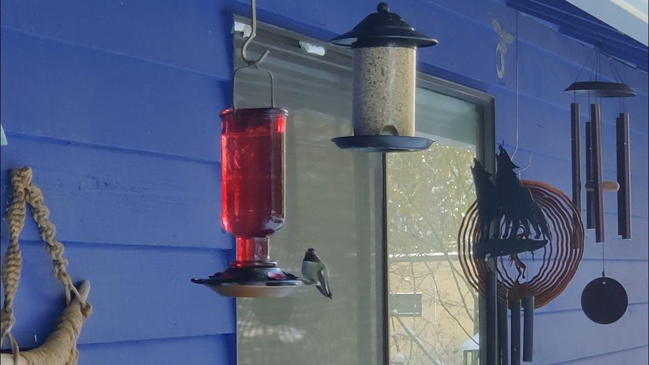 Frozen Hummingbird Feeder YouTube