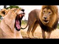 How are the LION LOVERS? | The Lion Whisperer