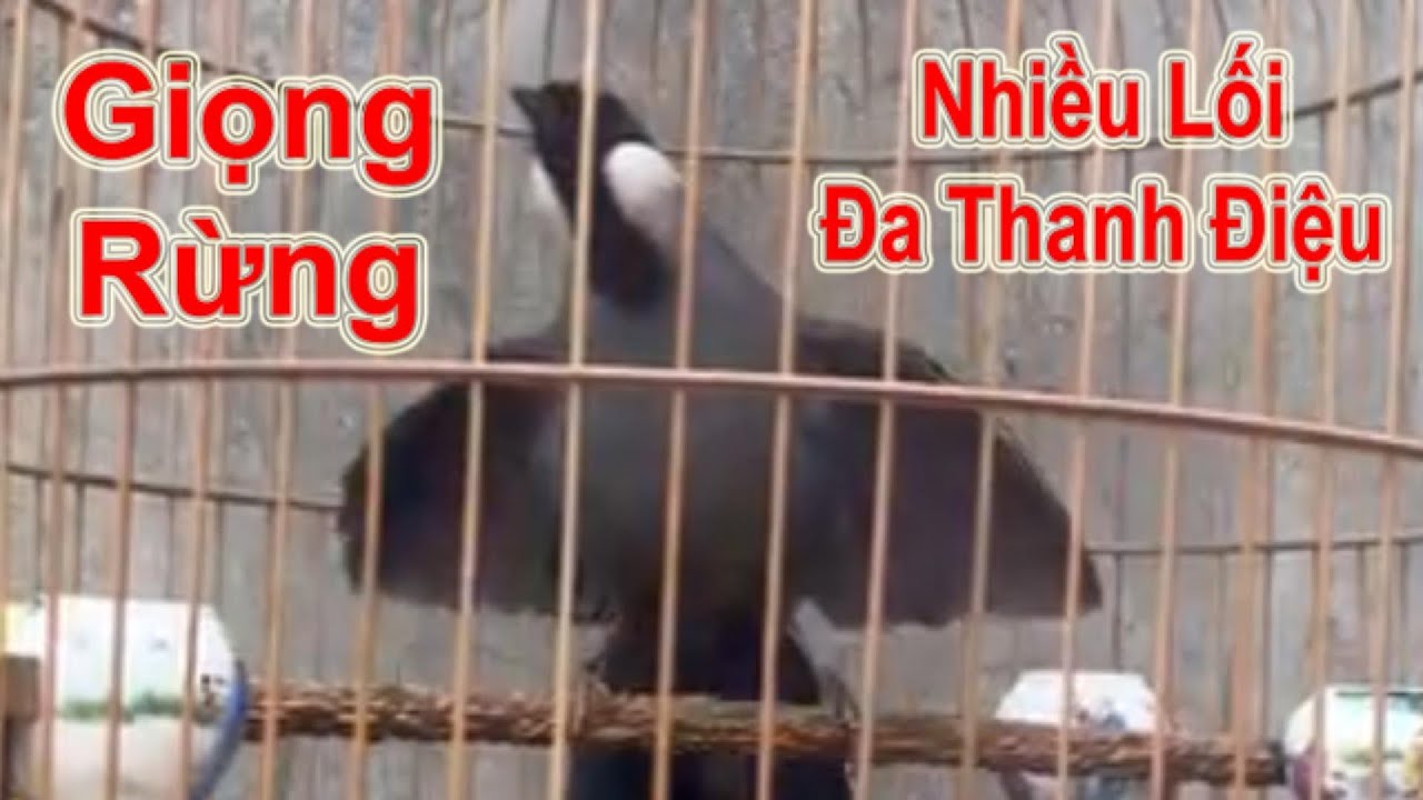 Khướu Giọng Rừng Cực Hiếm – Hót Nhiều Lối, Đa Thanh Điệu