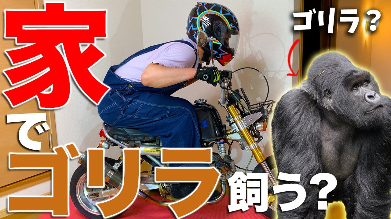家の中でゴリラ飼う？【愛車紹介】HONDA GORILLA ゴリラ50CC 88CC