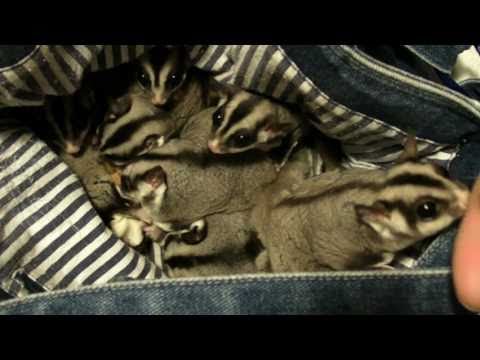 sugar glider honey