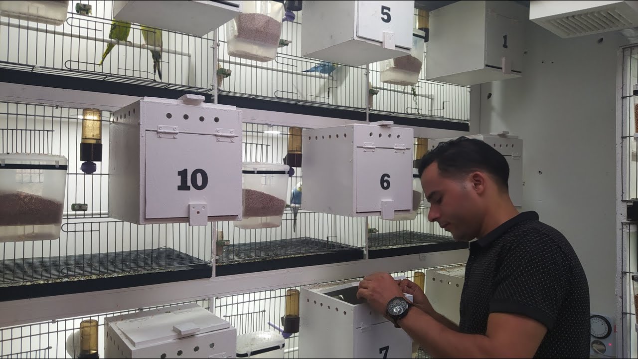 بعد مافتحت جميع أعشاش المزرعة كانت هد هيا النتيجة الحمد الله (أخبار المزرعة)