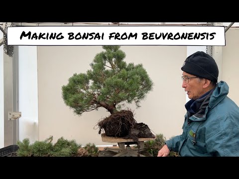 Making Bonsai From Complicated Beuvronensis Pine Material