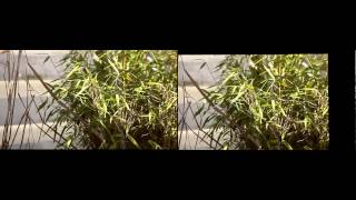 Video Stabilization (Rigid Transform)