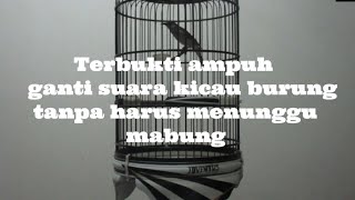 Tips pemasteran burung tanpa harus menunggu burung mabung