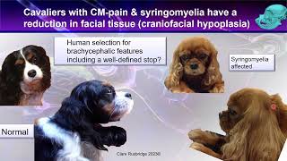 Canine Chiari Malformation  From the Expert