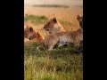 Симбиоз программ/ лев / #shorts