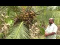 Deejay Coconut Farm - Deejay Sampoorna