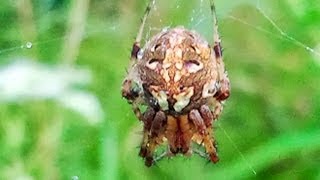 Orb Weaver Spider wrapping up a Moth in its Web
