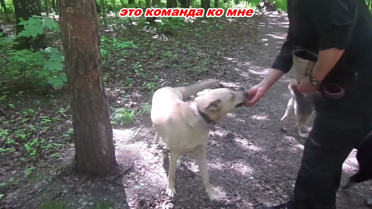 Что такое машинная команда