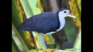 Suara Burung Ruak Ruak (suara betina) MP3