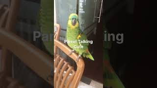 Parrot Talking #Chào khách