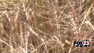 Video: Recent heavy rainfall may negatively impact this year's wheat harvest in Green Country