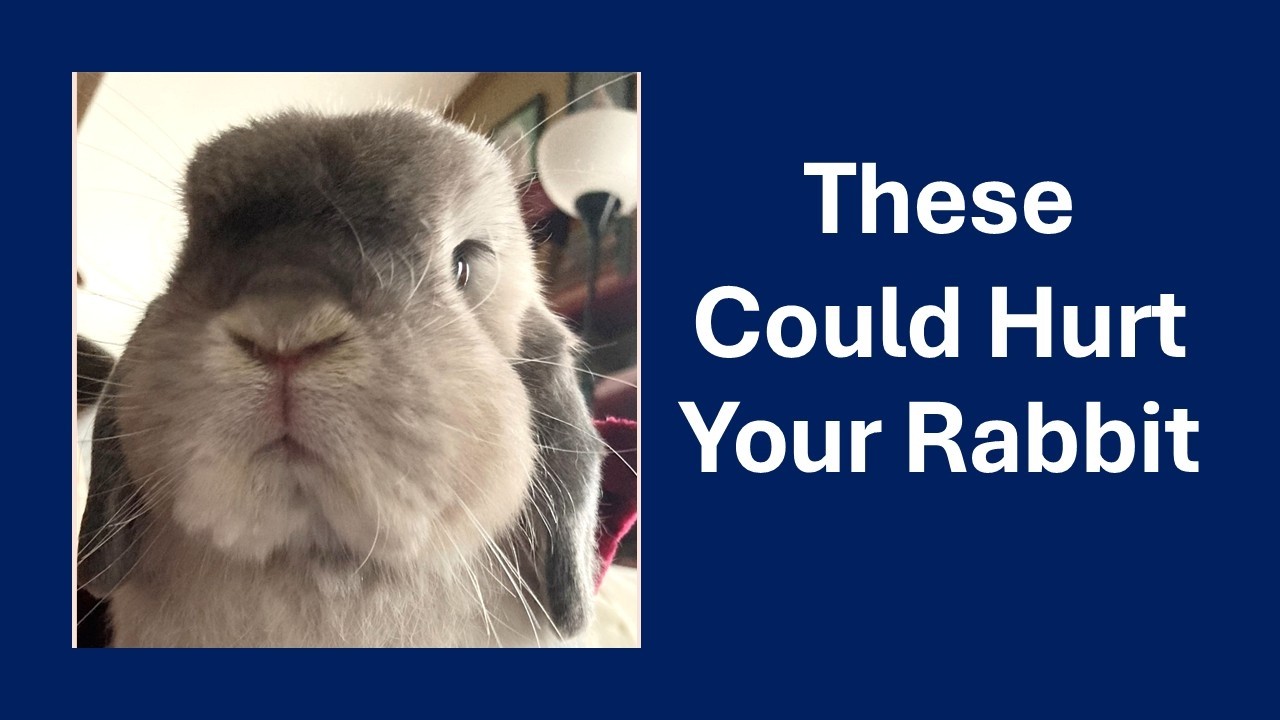 Rabbit Toys: What is Safe and What is Dangerous? - YouTube